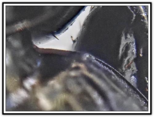 Réf. 302 402 : Pterostichus selmanni